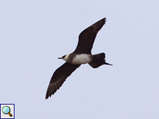 Schmarotzerraubmöwe (Arctic Skua oder Parasitic Jaeger, Stercorarius parasiticus)
