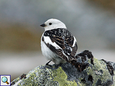 Männliche Schneeammer (Male Snow Bunting, Plectrophenax nivalis)
