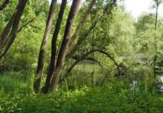 Naturschutzgebiet Oberes Oelbachtal