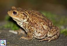 Erdkröte (European Toad, Bufo bufo)