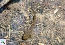Feuersalamander-Larve (Fire Salamander, Salamandra salamandra)