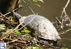 Gelbbauch-Schmuckschildkröte (Yellow-bellied Slider, Trachemys scripta scripta)