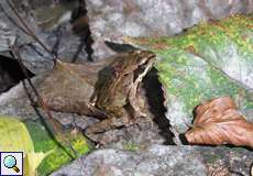 Grasfrosch (Common Frog, Rana temporaria)