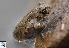 Kreuzkröte (Natterjack Toad, Epidalea calamita)