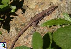 Mauereidechse (Wall Lizard, Podarcis muralis)