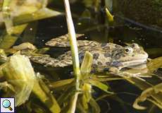 Seefrosch (Marsh Frog, Pelophylax ridibundus)