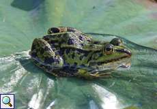 Teichfrosch (Edible Frog, Pelophylax esculentus)