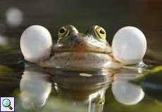 Quakender Teichfrosch (Pelophylax esculentus)