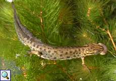 Männlicher Teichmolch (Smooth Newt, Lissotriton vulgaris)