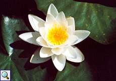 Glänzende Seerose (Hardy Waterlily, Nymphaea candida) im Botanischen Garten