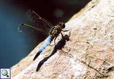 Männlicher Großer Blaupfeil (Orthetrum cancellatum) im Botanischen Garten