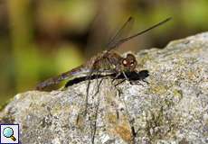 Weibliche Große Heidelibelle (Sympetrum striolatum) im Botanischen Garten