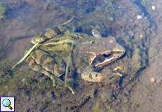 Grasfrosch unter Wasser (Rana temporaria) im Botanischen Garten