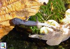 Bergmolch (Ichthyosaura alpestris) im Botanischen Garten