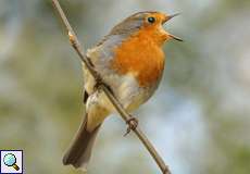 Rotkehlchen (Erithacus rubecula) im Botanischen Garten