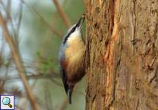 Kleiber (Sitta europaea) im Botanischen Garten