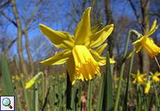 Gelbe Narzisse oder Osterglocke (Narcissus pseudonarcissus) im Botanischen Garten