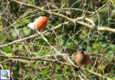 Gimpel-Pärchen (Pyrrhula pyrrhula) im Botanischen Garten
