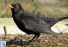 Männliche Amsel (Turdus merula) im Botanischen Garten