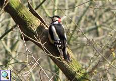 Weiblicher Buntspecht (Dendrocopos major) im Botanischen Garten
