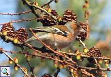 Männlicher Buchfink (Fringilla coelebs) im Botanischen Garten