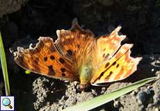 C-Falter (Polygonia c-album)