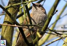 Heckenbraunelle (Prunella modularis)