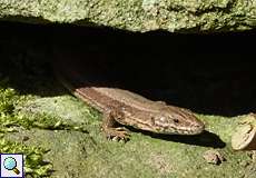 Mauereidechse (Podarcis muralis) im Botanischen Garten