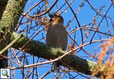 Kernbeißer (Coccothraustes coccothraustes)