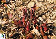 Rote Schlauchpflanze (Sarracenia purpurea) im Botanischen Garten