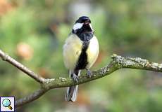 Männliche Kohlmeise (Parus major)