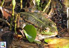 Teichfrosch (Pelophylax esculentus)