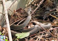 Ringelnatter (Natrix natrix) im Botanischen Garten