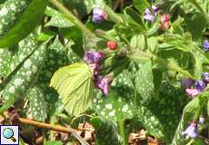Zitronenfalter (Gonepteryx rhamni)