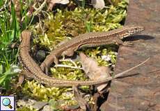 Mauereidechsen (Podarcis muralis) im Botanischen Garten
