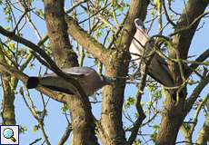 Ringeltauben (Columba palumbus) im Botanischen Garten