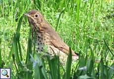 Singdrossel (Turdus philomelos) im Botanischen Garten