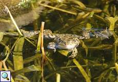 Seefrosch (Pelophylax ridibundus)