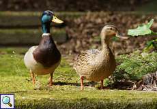 Stockenten (Anas platyrhynchos) im Botanischen Garten