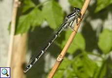 Weibliche Gemeine Becherjungfer (Enallagma cyathigerum) im Botanischen Garten