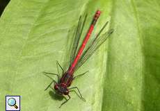 Männliche Frühe Adonislibelle (Pyrrhosoma nymphula) im Botanischen Garten