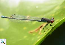 Männliches Kleines Granatauge (Erythromma viridulum) im Botanischen Garten