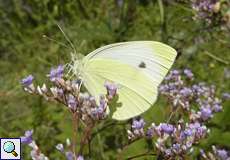 Kleiner Kohlweißling (Pieris rapae)