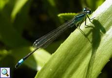 Männliche Große Pechlibelle (Ischnura elegans) im Botanischen Garten