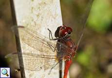 Männliches Gemeine Heidelibelle (Sympetrum vulgatum) im Botanischen Garten