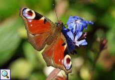 Tagpfauenauge (Aglais io)