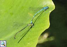 Hufeisen-Azurjungfern (Coenagrion puella) bei der Paarung im Botanischen Garten
