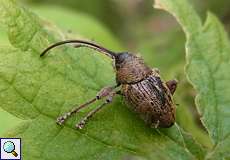 Eichelbohrer (Curculio glandium) am Ufer des Kemnader Sees