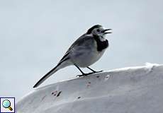 Bachstelze (Motacilla alba) am Kemnader See