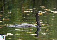 Kormoran (Phalacrocorax carbo carbo) am Kemnader See